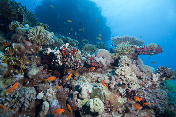 Fototapeta na wymiar anthias et corail