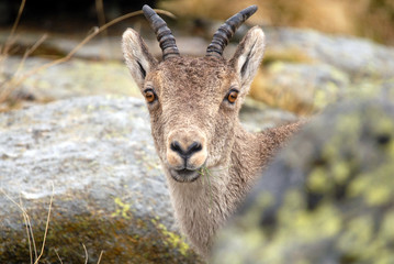 Cabrita en Gredos