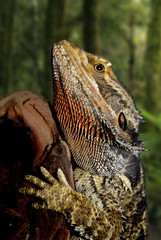 bearded dragon on a log