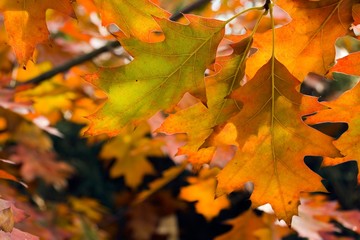 Feuilles d'automne