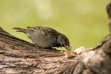 sparrow