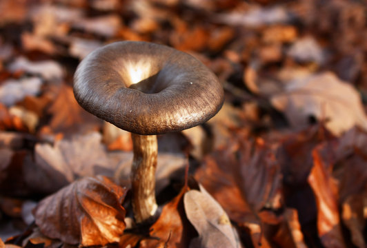 Pilz im Herbstwald