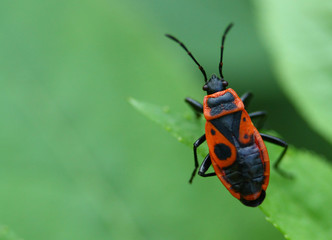 Macro of the red bug