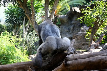 gorrila father behavior © lindawelsa