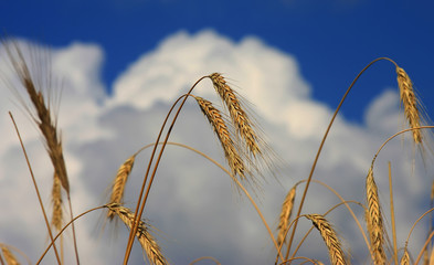 Obraz premium Beautiful day