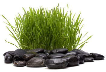grass and stones