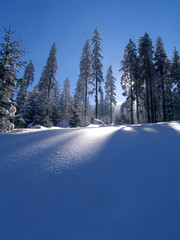 ośnieżone świerki © GKor