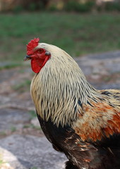 Cock, portrait of a colorful cock