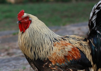 Cock, portrait of a colorful cock