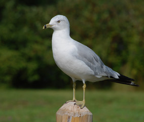 Fototapeta premium Seagull standing with garden background