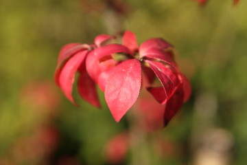 red leaves