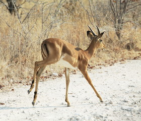 Runing antelope