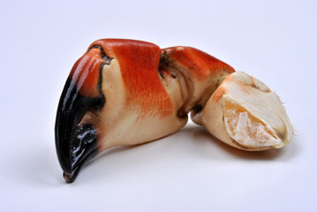 fresh organic crab claws and a white background