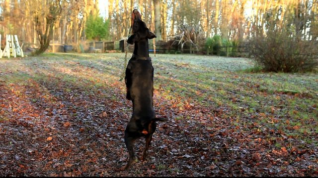 Dog playing with rope hanging from tree