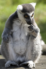 front view of lemur sitting down with green background