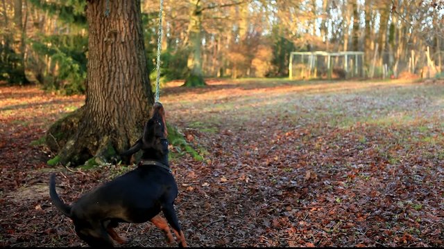 Dobermann dog leaping, catching, playing with rope