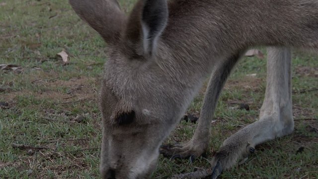 Various shots of Eastern grey kangaroo