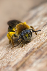 Small bee