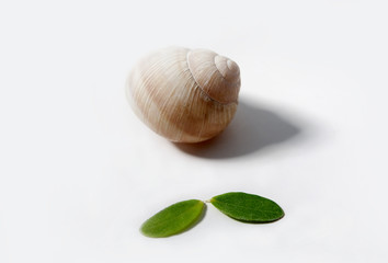 Shell of snail and leafs.