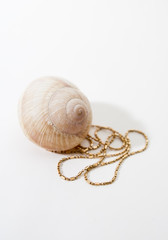 The shell of snail and jewelry.
