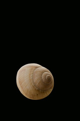 Shell of snail on the black surface.