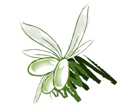 Olive verdi disegnate
