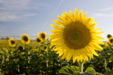 Fototapeta premium Sunflower