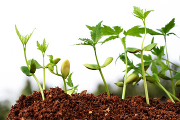 Plants growing from soil-Beginnings