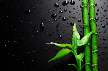 Wall murals Toilet Bamboo over Black