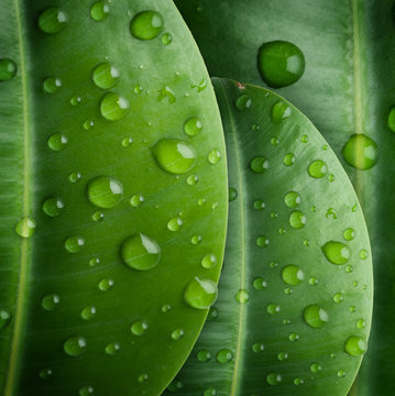 Fototapeta leaves