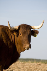 Brown cow