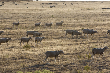 Herd of sheep