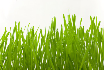 Grass