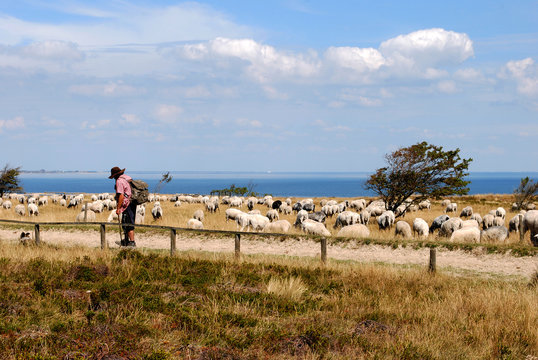Sch&auml;fer auf Sylt - Wattseite