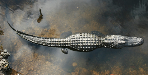 Aligator von oben im Everglades NP, Florida - obrazy, fototapety, plakaty