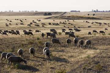 Herd of sheep