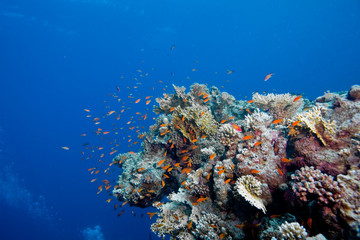 Obraz na płótnie Canvas ziemniak coral blue