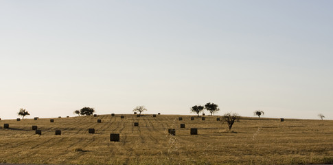 Fototapeta premium Haystack field