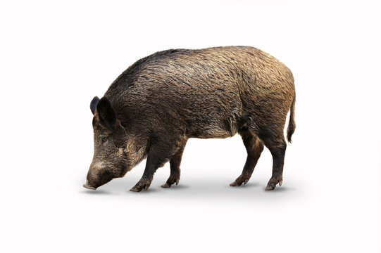 Wildschweine 14