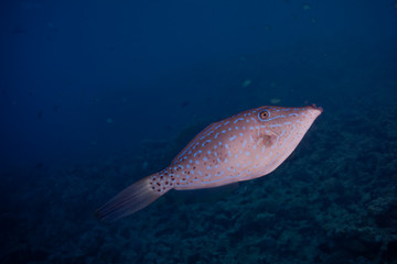 Naklejka premium poisson bizarre