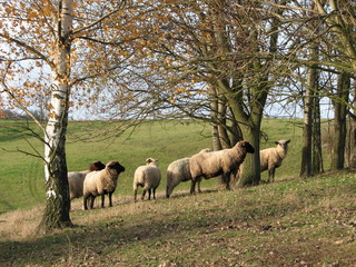 Naklejka na ściany i meble owce między drzewami
