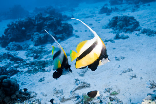 poissons ange