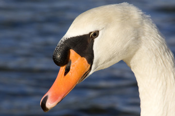 Swan close up