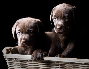 Two Chocolate Labrador Puppies in a Basket