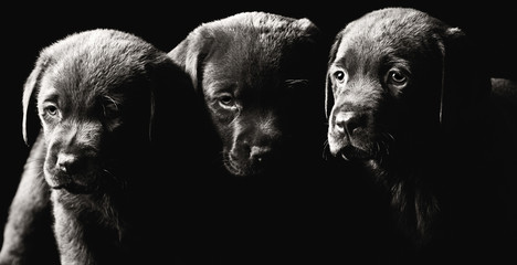 Three Labrador Puppies