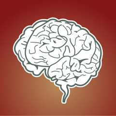 brain