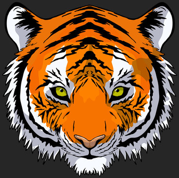 Tiger Head Drawing