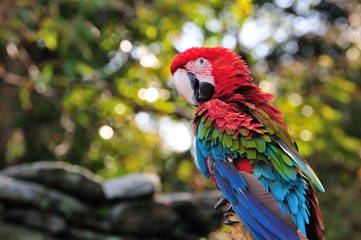 アカコンゴウインコ