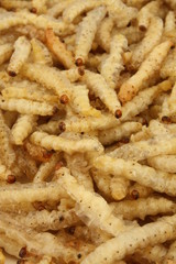 Bamboo worms / 竹虫