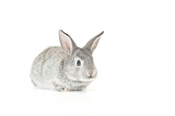 Cute Baby Bunny